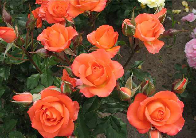 Условия выращивания розы Моника