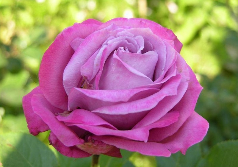 Роза Blue Parfum