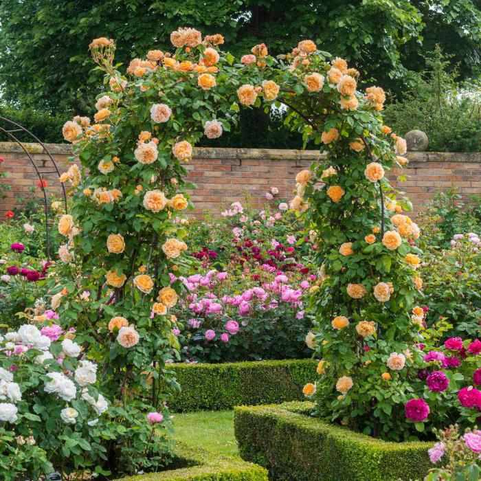 Применение розы Рококо в садовом дизайне