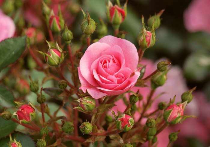 Как производится весенняя посадка роз в саду