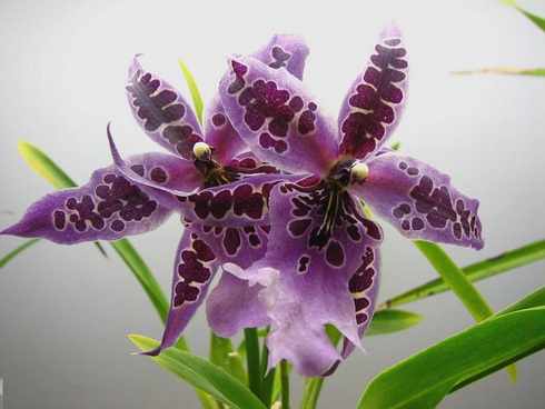 Орхидея Камбрия Беаллара