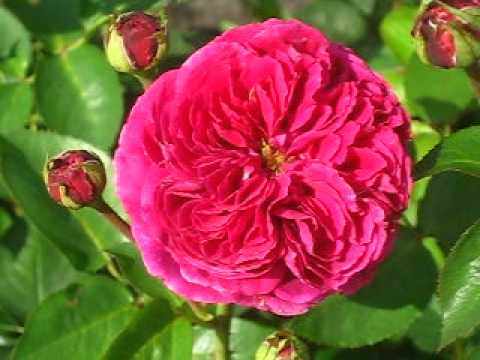 Цветение розы Фальстаф