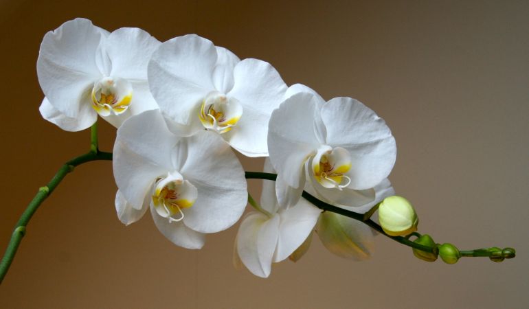 Что делать с орхидеей после цветения