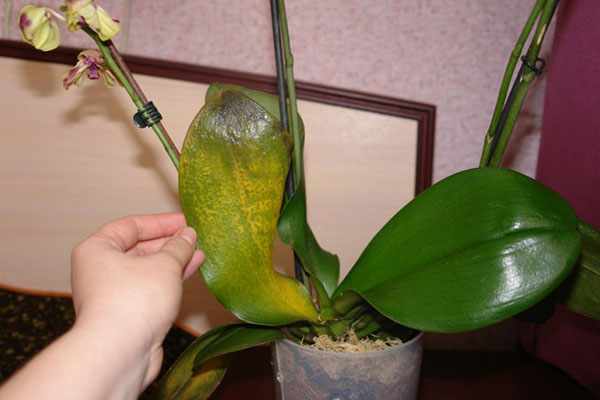 Неправильный уход за орхидеей