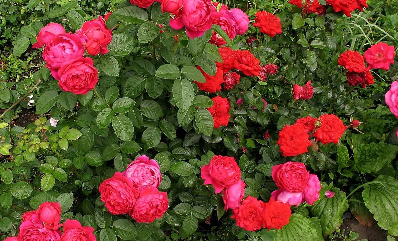 Роза Пиано в саду