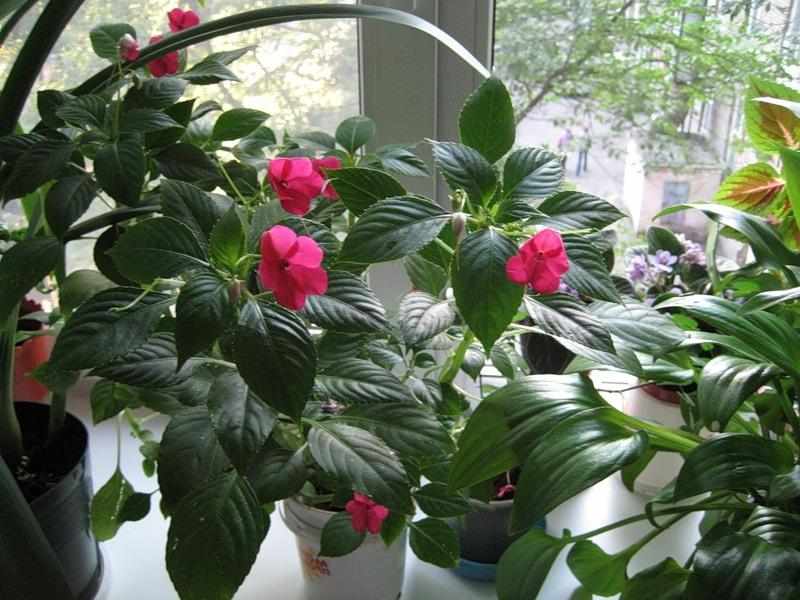 Условия выращивания и содержания цветка Ванька-мокрый
