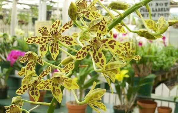 Орхидея Грамматофиллум