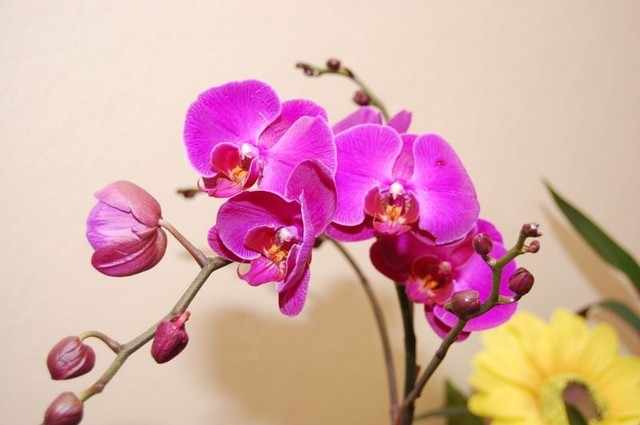 Описание цветения орхидеи фаленопсис
