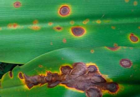 Бактериальная пятнистость у комнатных растений