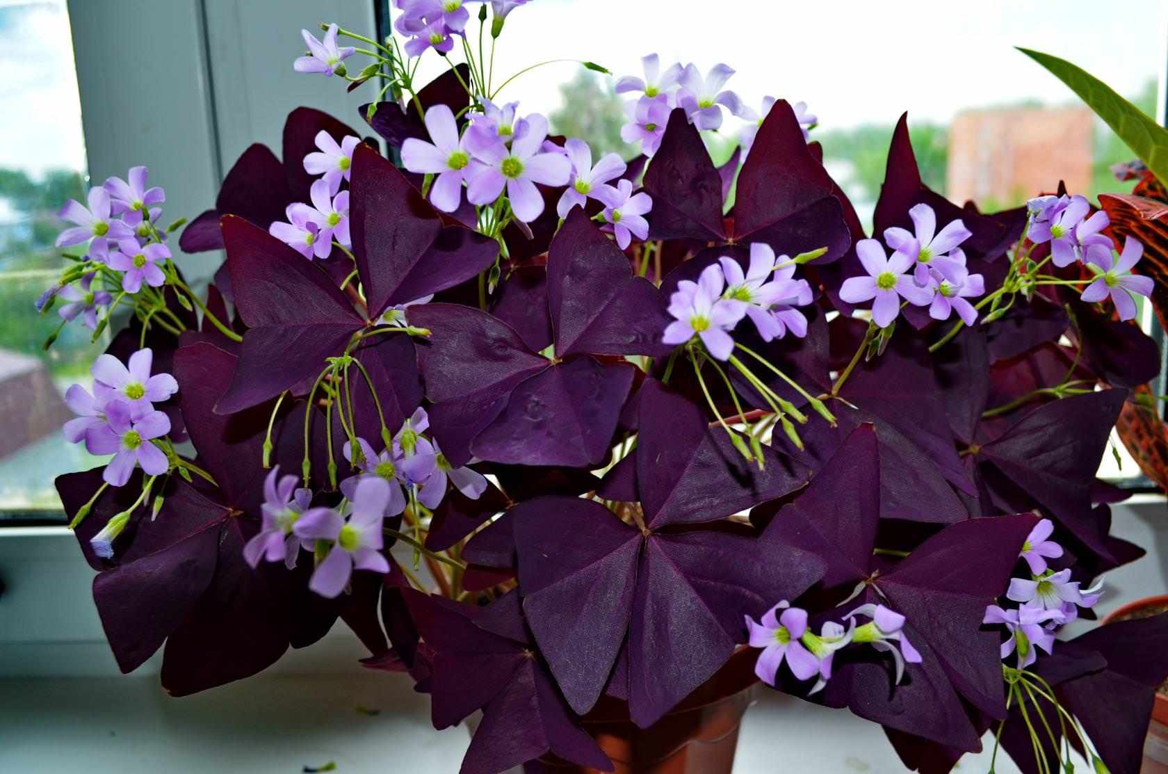 комнатные цветы фиолетового цвета названия и фото