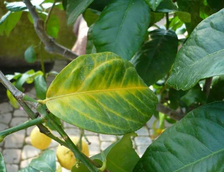 Желтые листья лимона