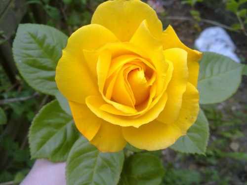 Флорибунда роза Артур Белл: цветение