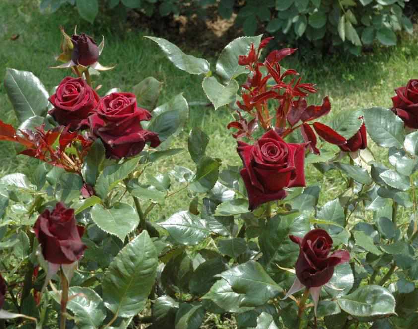 Условия выращивания розы блэк баккара 