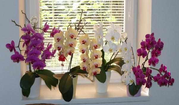 Условия содержания орхидей