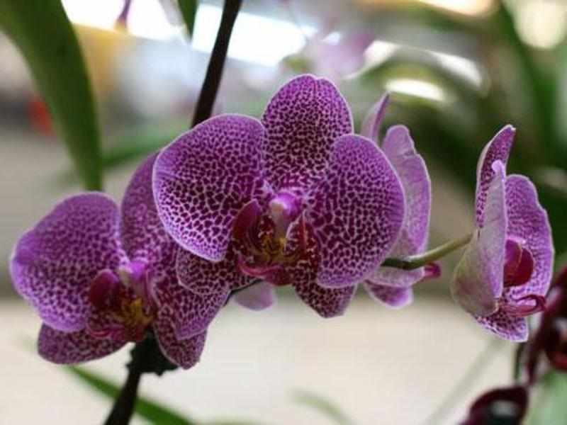 Сколько цветут орхидеи, когда и как часто