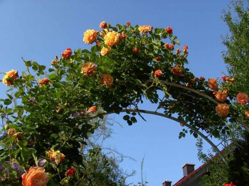 Роз Алоха используется для вертикального озеленения