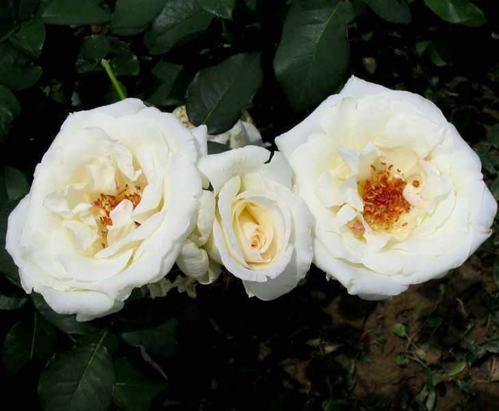 Чайно-гибридная роза «Маунт Шаста»