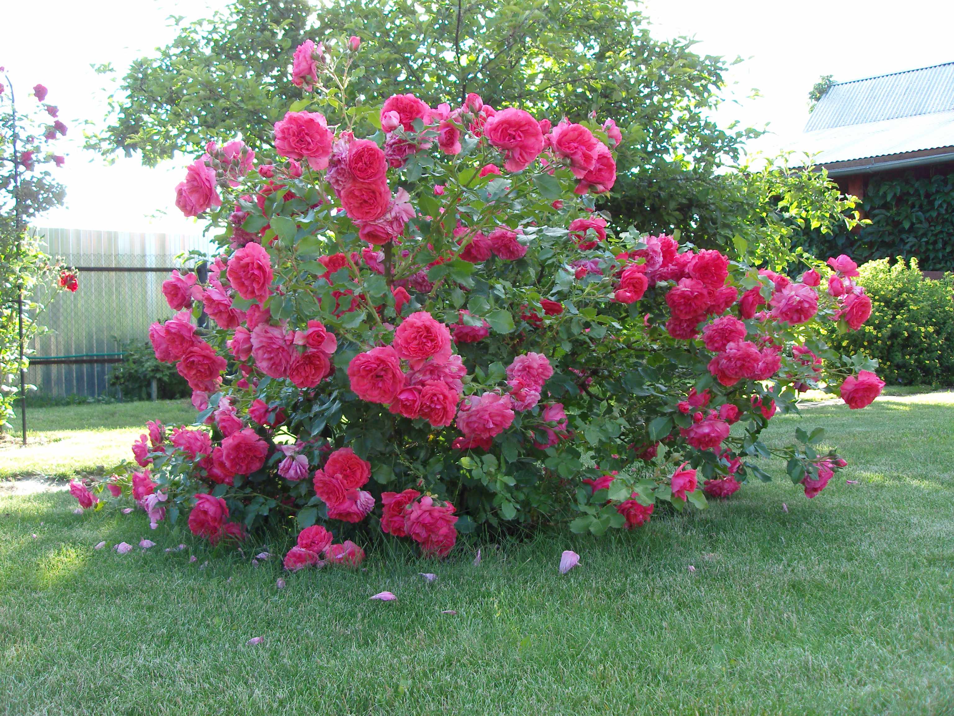 Теневыносливые розы сорта фото описание