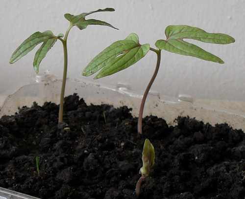 Выращивание ипомеи из семян