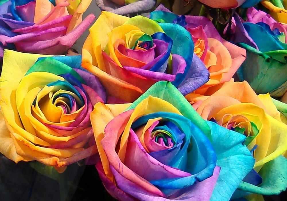 Полезные советы по окраске роз