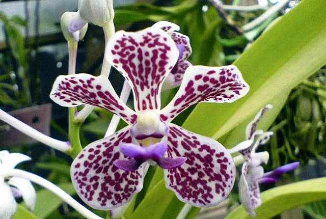 Орхидея ванда трехцветная