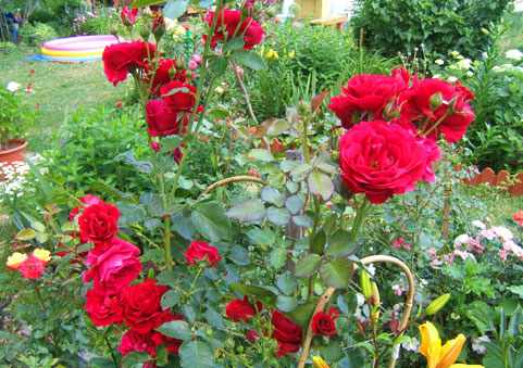 Описание куста розы Дон Жуан