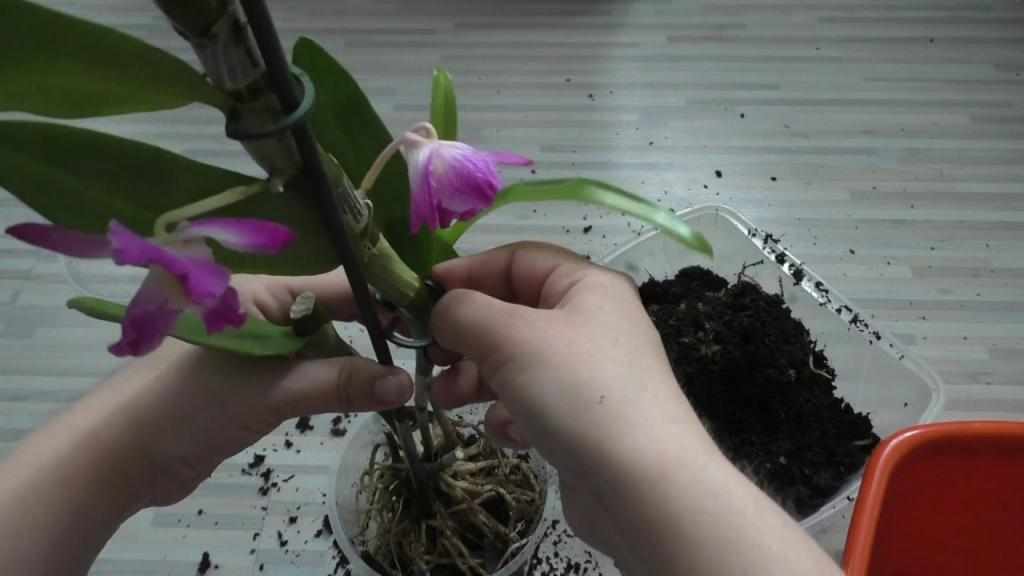 Пересадка орхидеи Дендробиум Нобиле