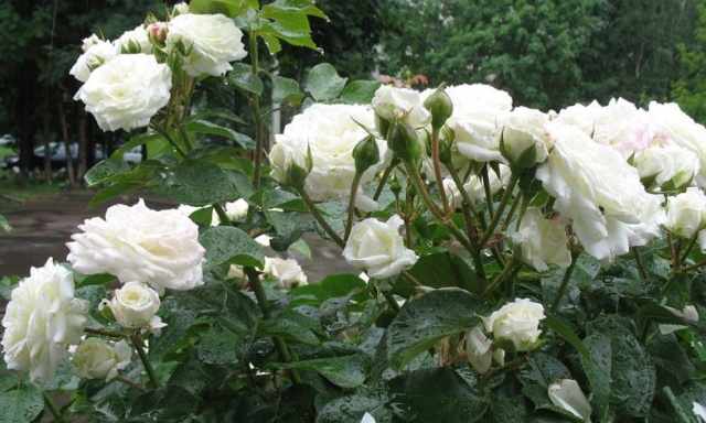 Белые розы флорибунда