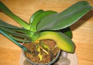 Фузариозная гниль у орхидей