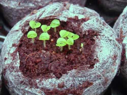 Выращивание колеуса в торфяных таблетках