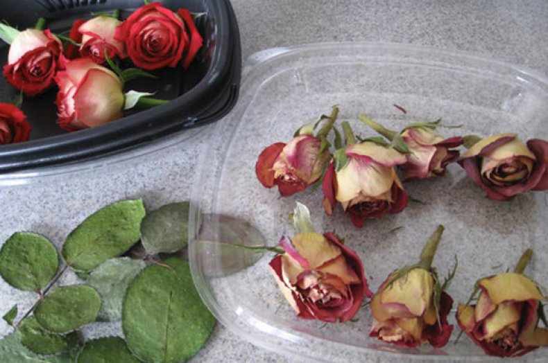 Как засушить розу в различный веществах