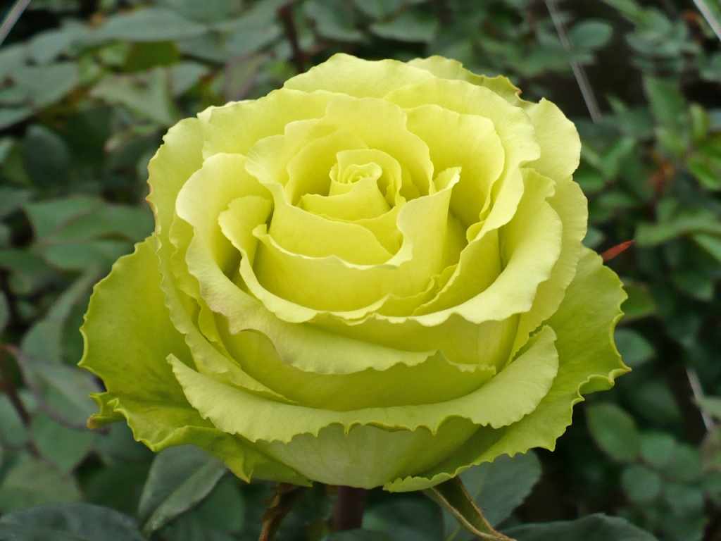 Цветение розы Лимбо
