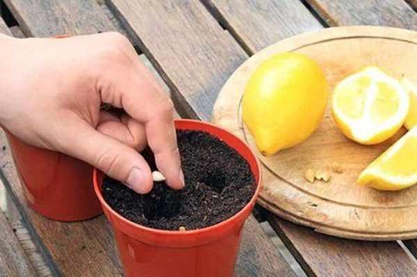Размножение лимона семенами