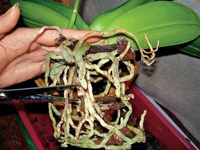 Обрезка корней орхидеи