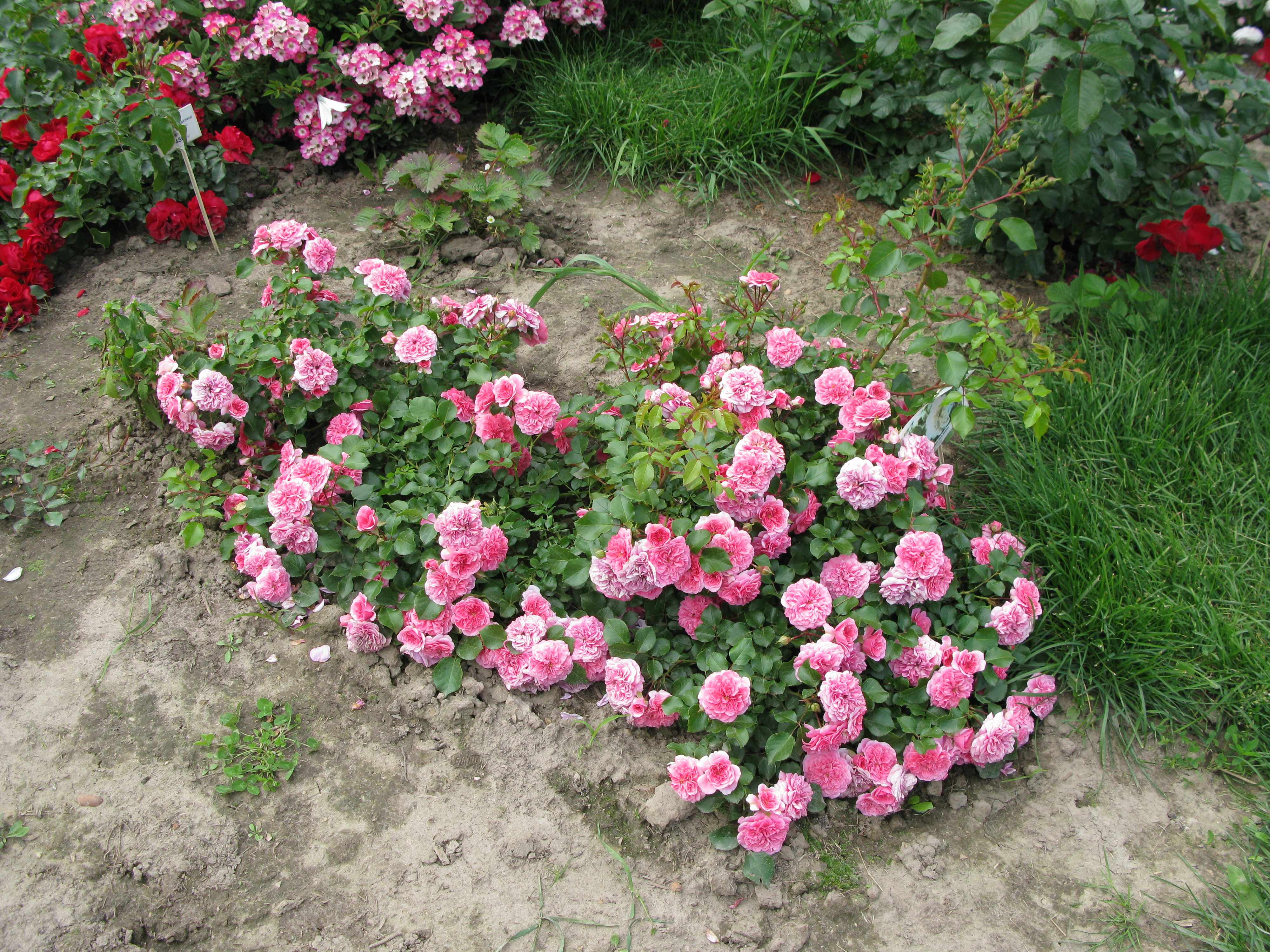 Роза Боника в саду
