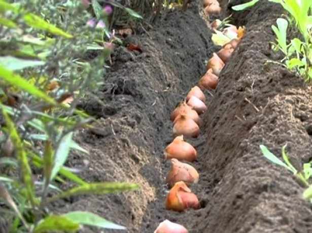 Процесс посадки луковиц тюльпанов