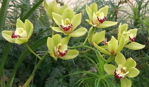 Орхидея Цимбидиумы