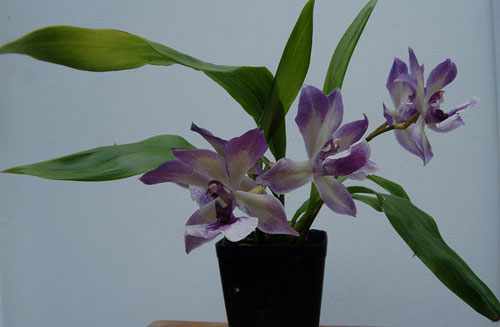 Орхидея Аганизия