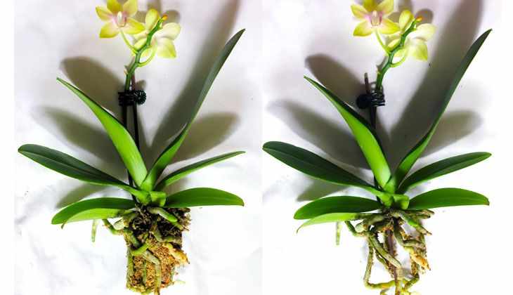 Усыхание цветоносов орхидеи