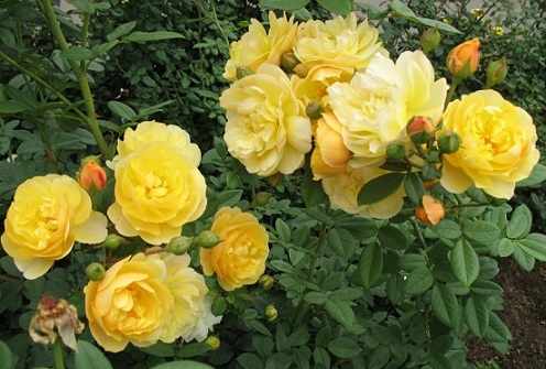 Желтые розы флорибунда