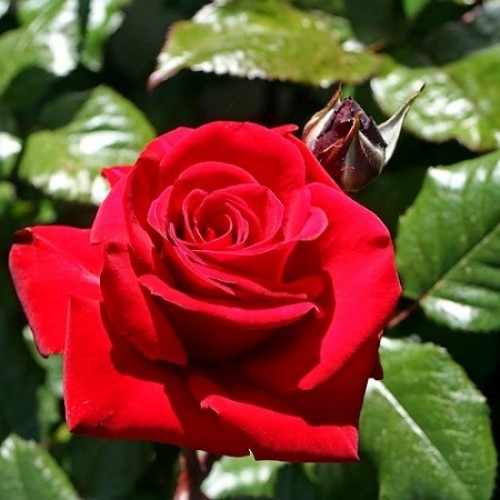 Цветение чайно-гибридной розы Ingrid Bergman