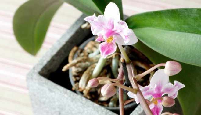 Стимуляция цветения орхидеи