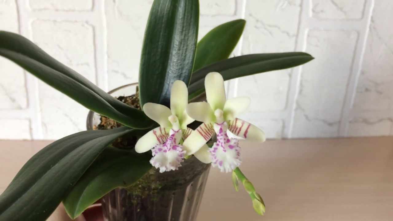 Орхидея Седирея