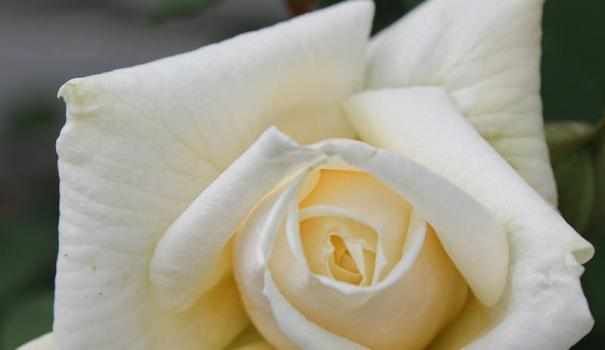 Цветение чайно-гибридной розы «Маунт Шаста»