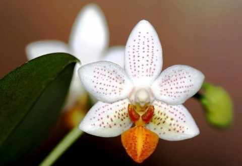 Цветение мини орхидеи