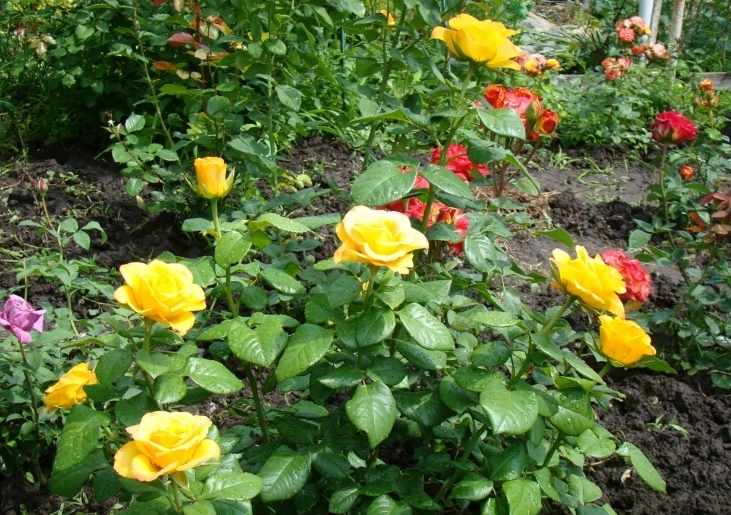 Роза чайно-гибридная «Керио» в саду