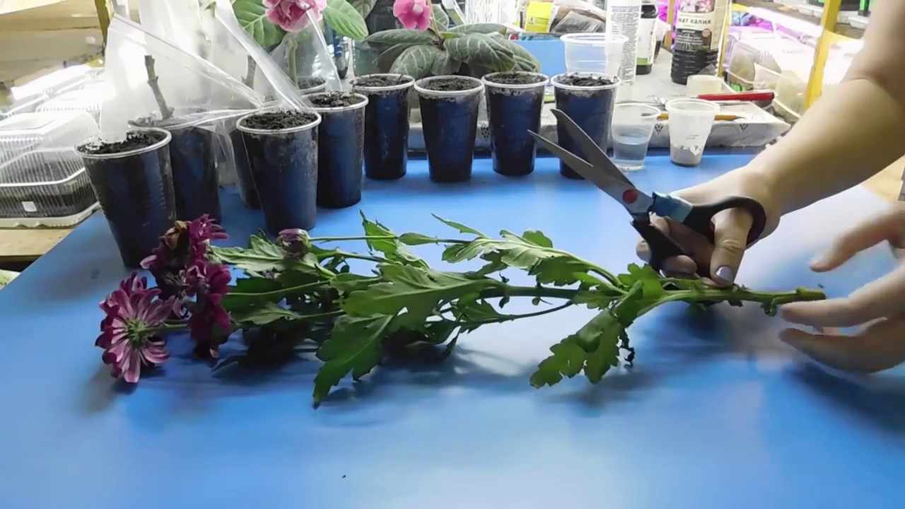 Подготовка черенков хризантем