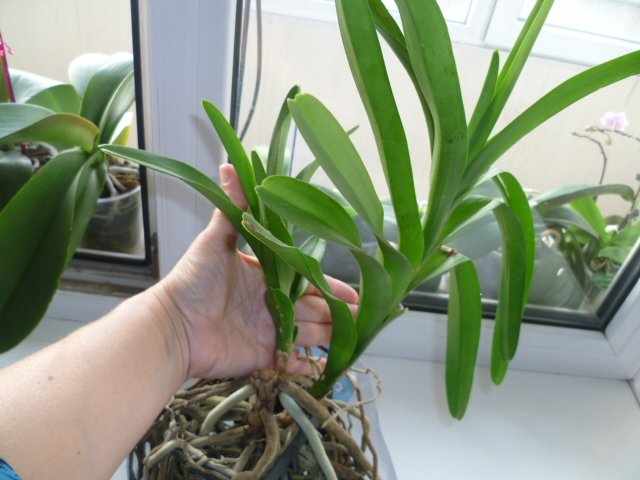 Размножение орхидеи Ванда