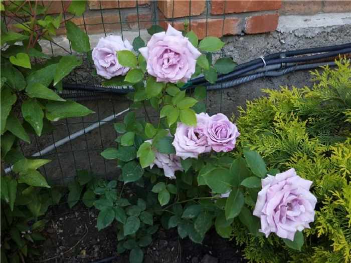 Условия выращивая розы Индиголетта в саду 