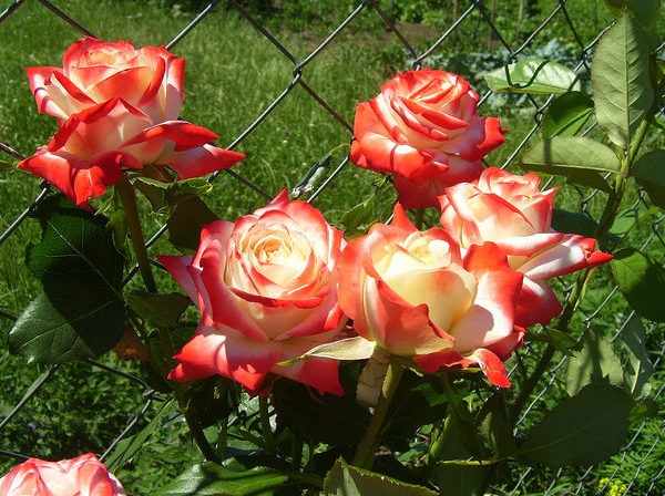 Розы императрица Фарах в саду